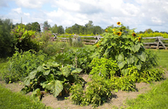 Community Garden