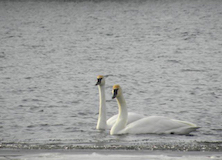 Mississippi Bird Sanctuary