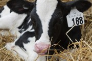 Dairy Calf