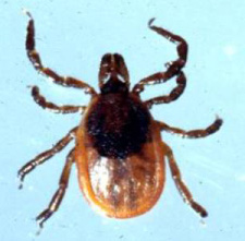 female tick