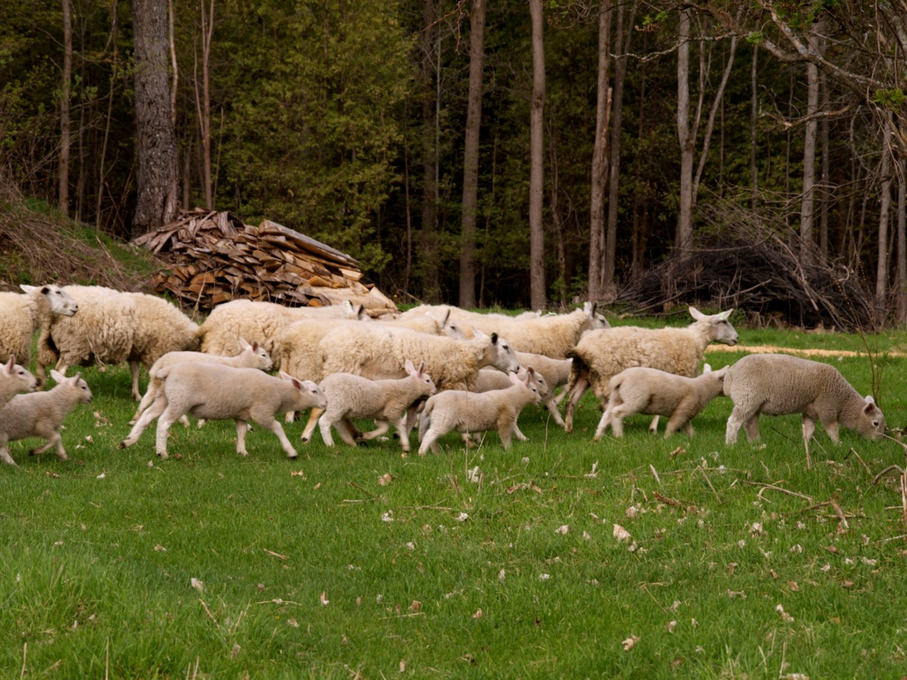 Spring-Lambs.jpg