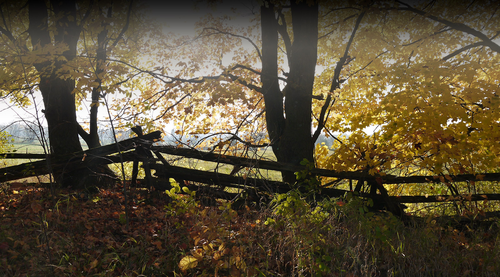 Fall and Split Rail Fence