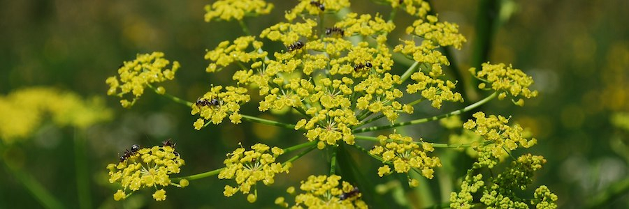 Wild Parsnip