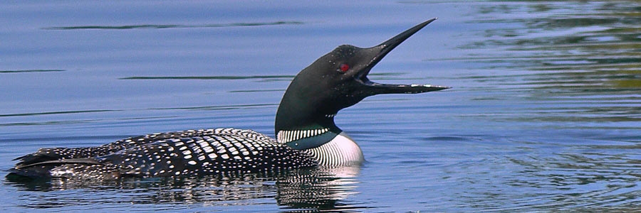 A loon