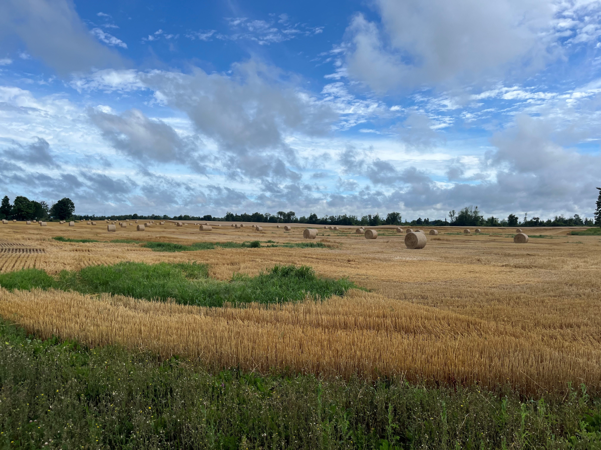 Economic Development